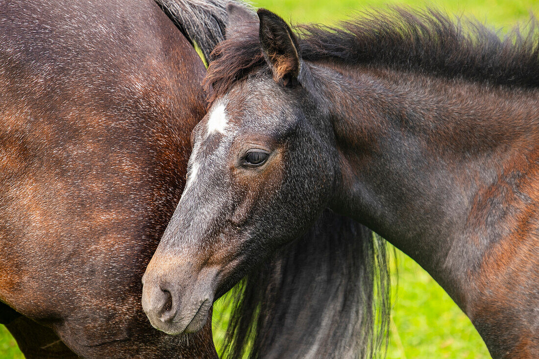 Tierportrait von einem Pony Fohlen in Südschweden, Schweden