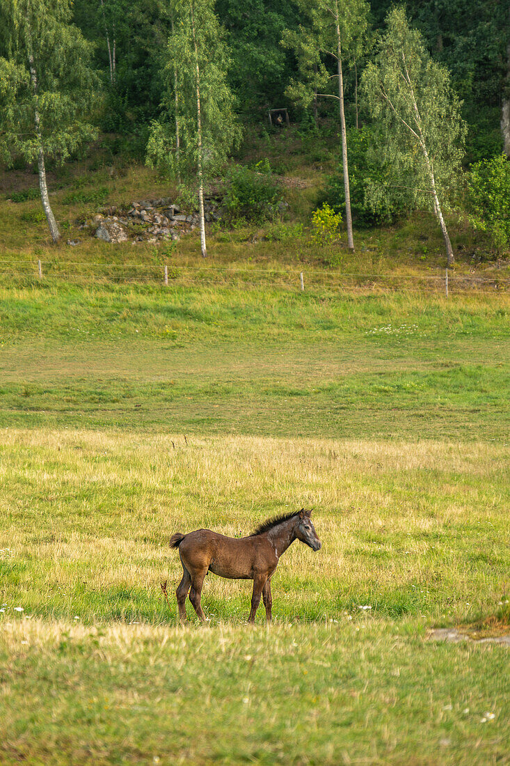 Connemara-Pony (Pacaillín Connemara) auf einer natürlichen Weide in Südschweden