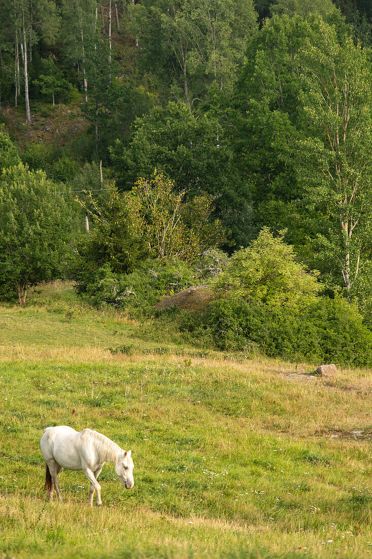 Connemara pony (Irish: Capaillín Chonamara) in a natural pasture in Southern Sweden