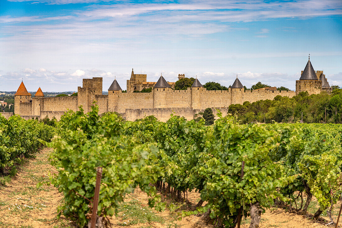  Vineyards in front of the medieval fortress Cité de Carcassonne, France, Europe 