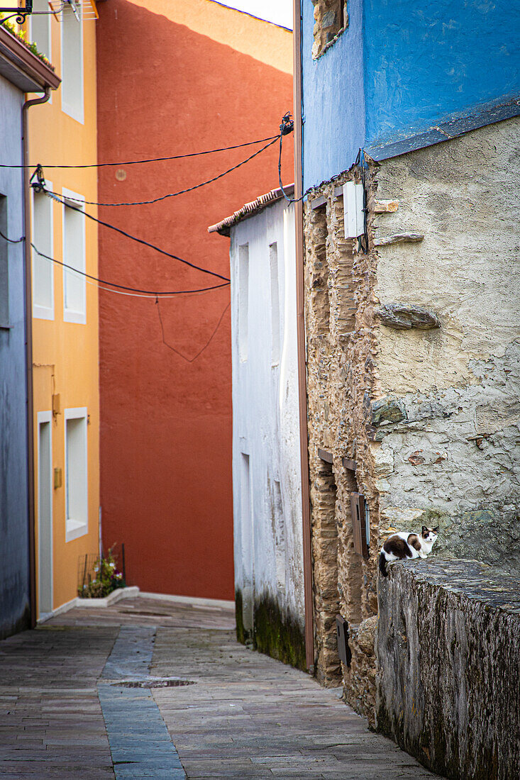  Narrow old town street with bright colors. A cat sits on the ledge of the wall. 