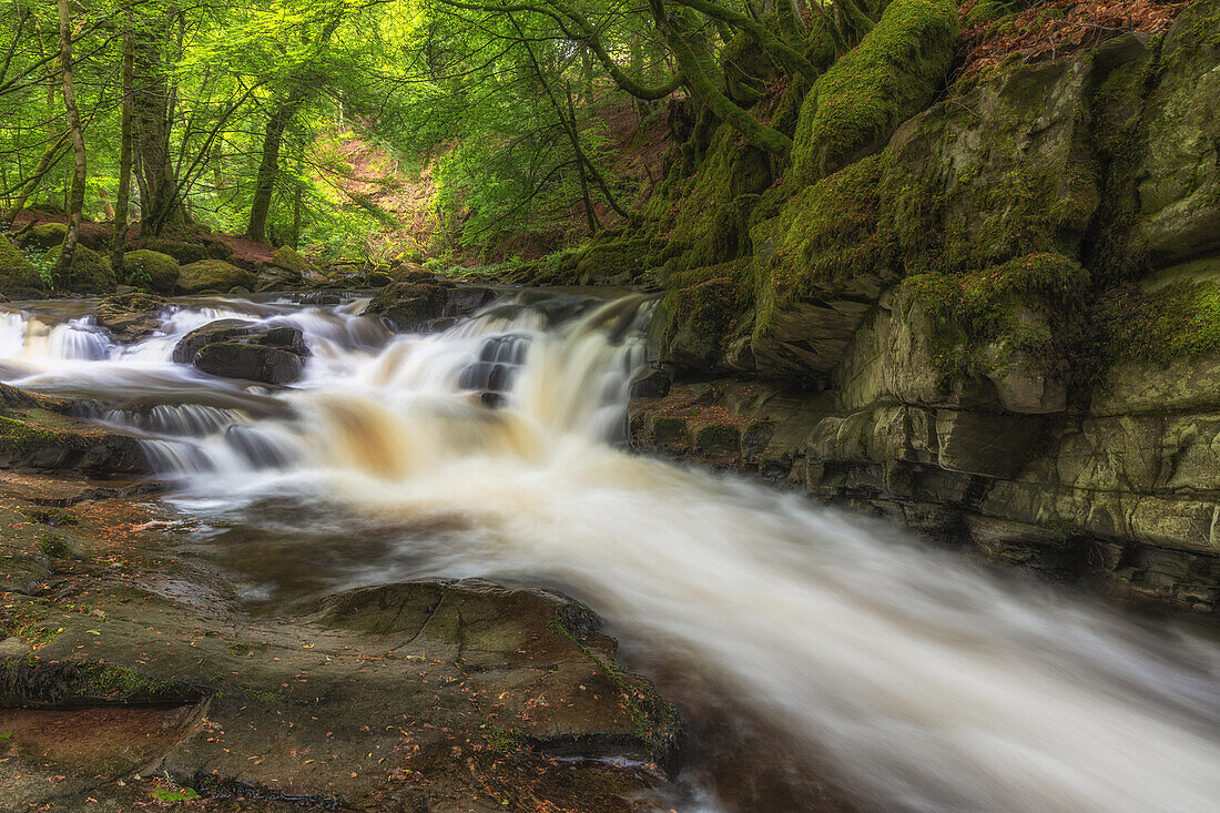  Rapids and cliff face in foreground. River Tay in Green Forest. No sky. Aberfeldy, Scotland, United Kingdom. 