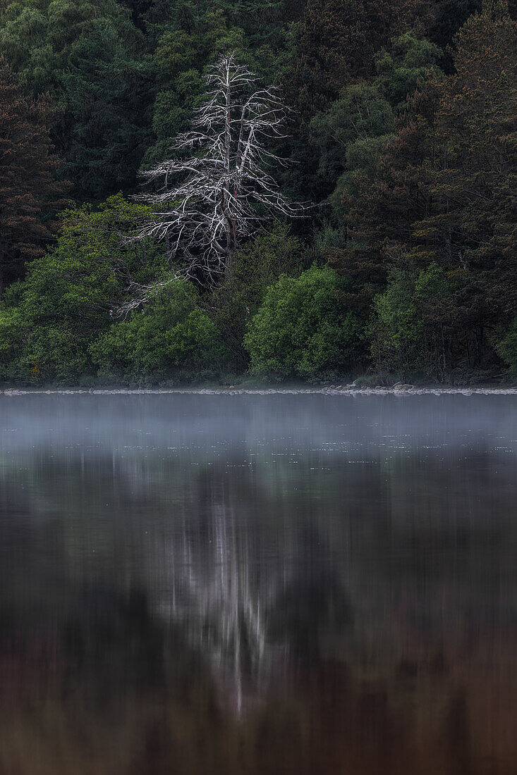  Dead tree on the lake shore between green trees, reflected on water surface. Loch Morlich, Highlands, Scotland, Great Britain 