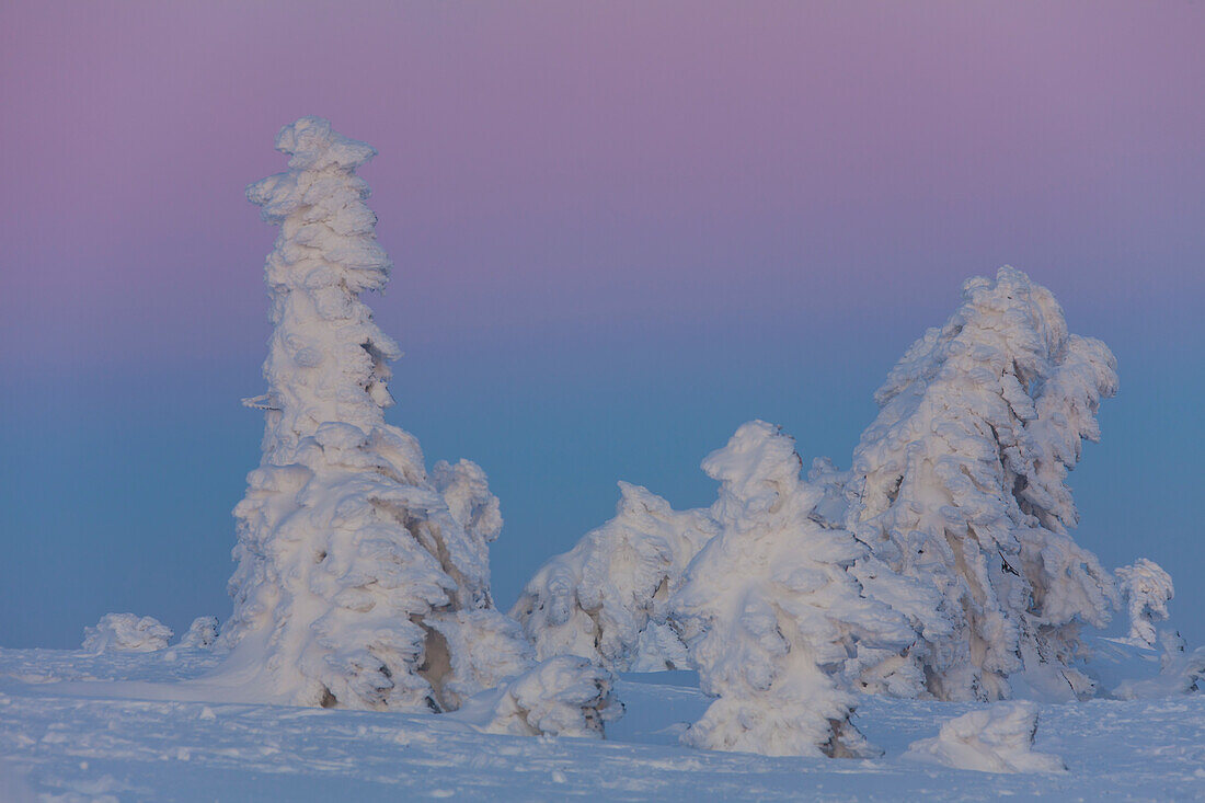  Spruces, Picea abies, snow-covered trees, Brocken, summit, Harz, Harz National Park, winter, Saxony-Anhalt, Germany 