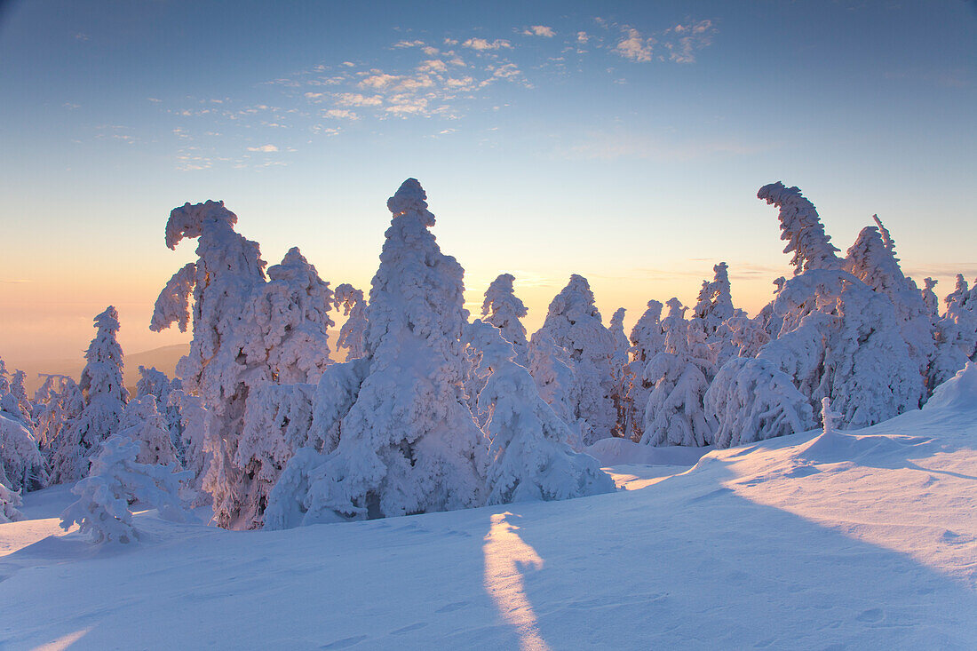  Spruces, Picea abies, snow-covered trees, Brocken, summit, Harz, Harz National Park, winter, Saxony-Anhalt, Germany 