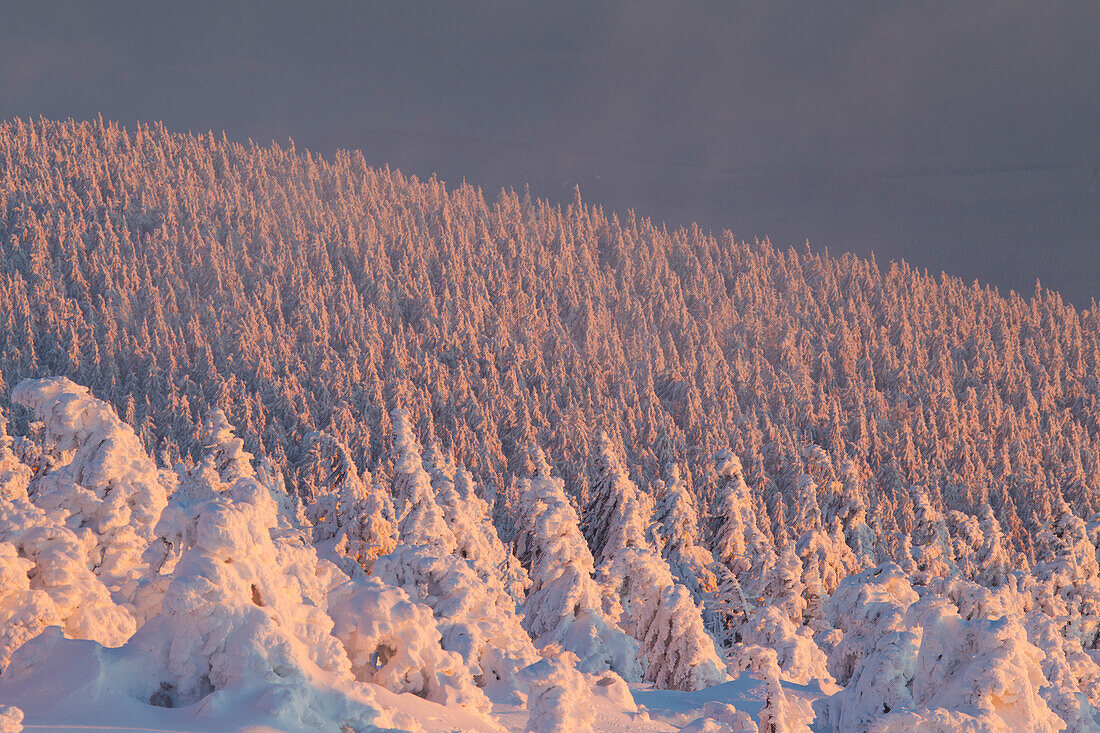 Fichten, Picea abies, verschneite Baeume, Brocken, Gipfel, Harz, Nationalpark Harz, Winter, Sachsen-Anhalt, Deutschland