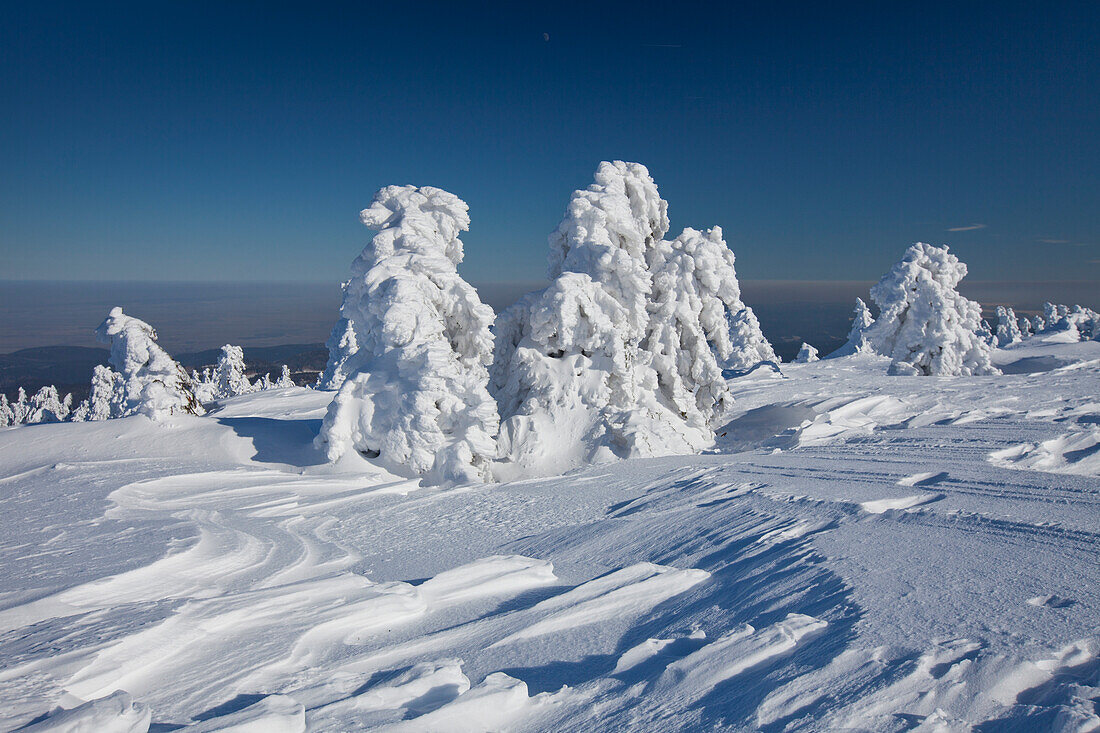  Spruces, Picea abies, snow-covered trees, Brocken, summit, Harz, Harz National Park, winter, Saxony-Anhalt, Germany 