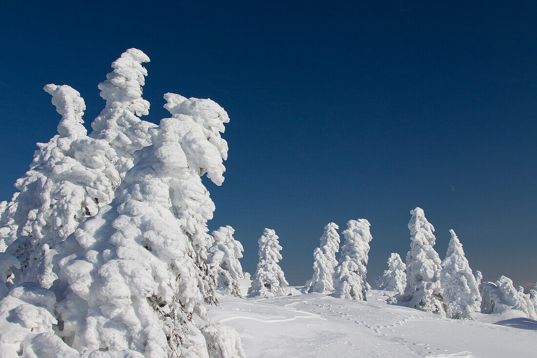  Spruces, Picea abies, snow-covered trees, Brocken, summit, Harz, Harz National Park, winter, Saxony-Anhalt, Germany 