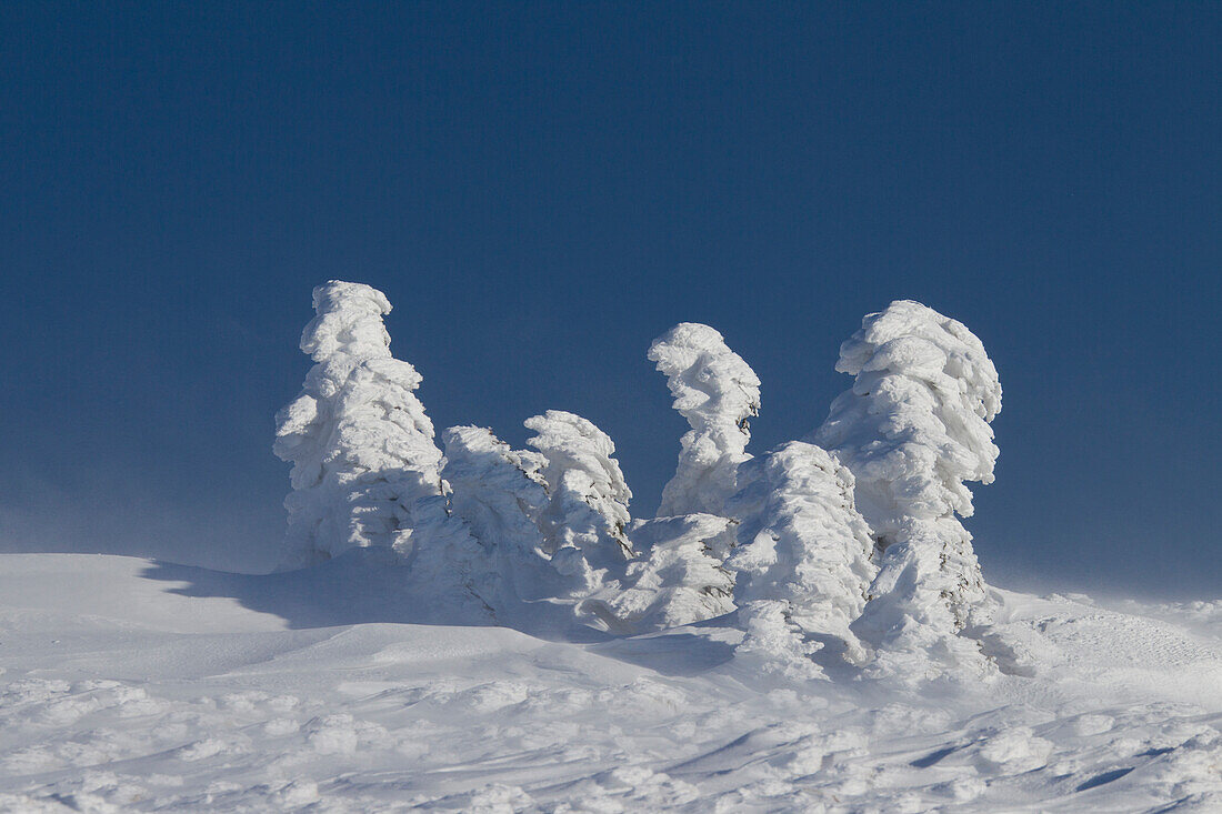 Fichten, Picea abies, verschneite Baeume, Brocken, Gipfel, Harz, Nationalpark Harz, Winter, Sachsen-Anhalt, Deutschland