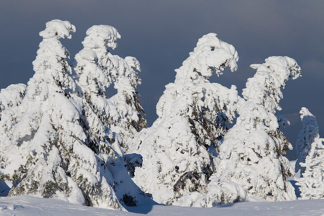 Fichten, Picea abies, verschneite Baeume, Brocken, Gipfel, Harz, Nationalpark Harz, Winter, Sachsen-Anhalt, Deutschland