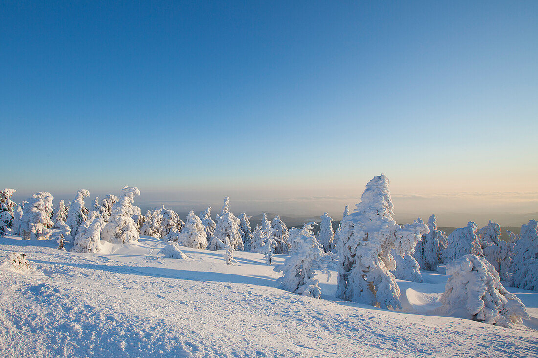 Fichten, Picea abies, verschneite Baeume, Brocken, Gipfel, Harz, Nationalpark Harz, Winter, Sachsen-Anhalt, Deutschland