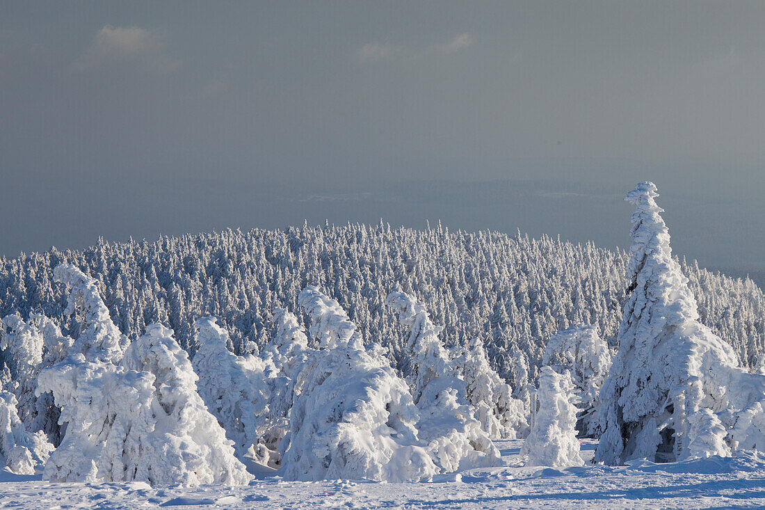  Spruces, Picea abies, snow-covered trees, Brocken, summit, Harz, Harz National Park, winter, Saxony-Anhalt, Germany 