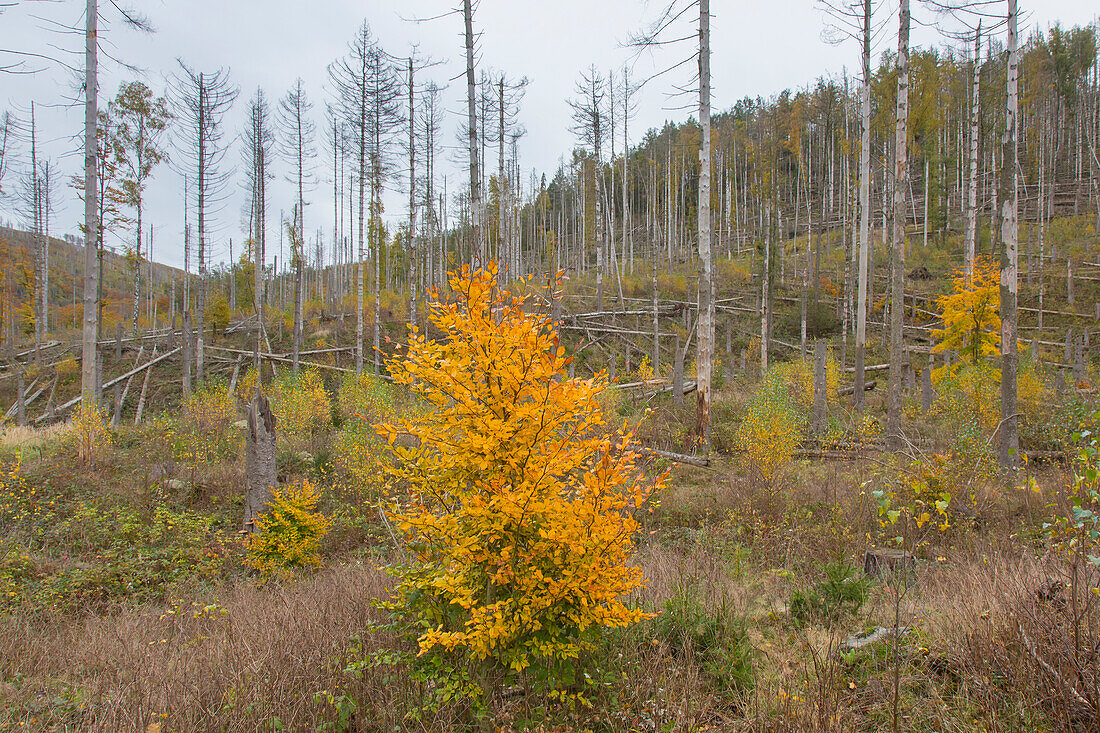 Rotbuche, Fagus sylvatica, herbstliche Buche neben durch Borkenkäfer, Scolytinae, abgestorbenen Fichtenwald, Nationalpark Harz, Sachsen-Anhalt, Deutschland