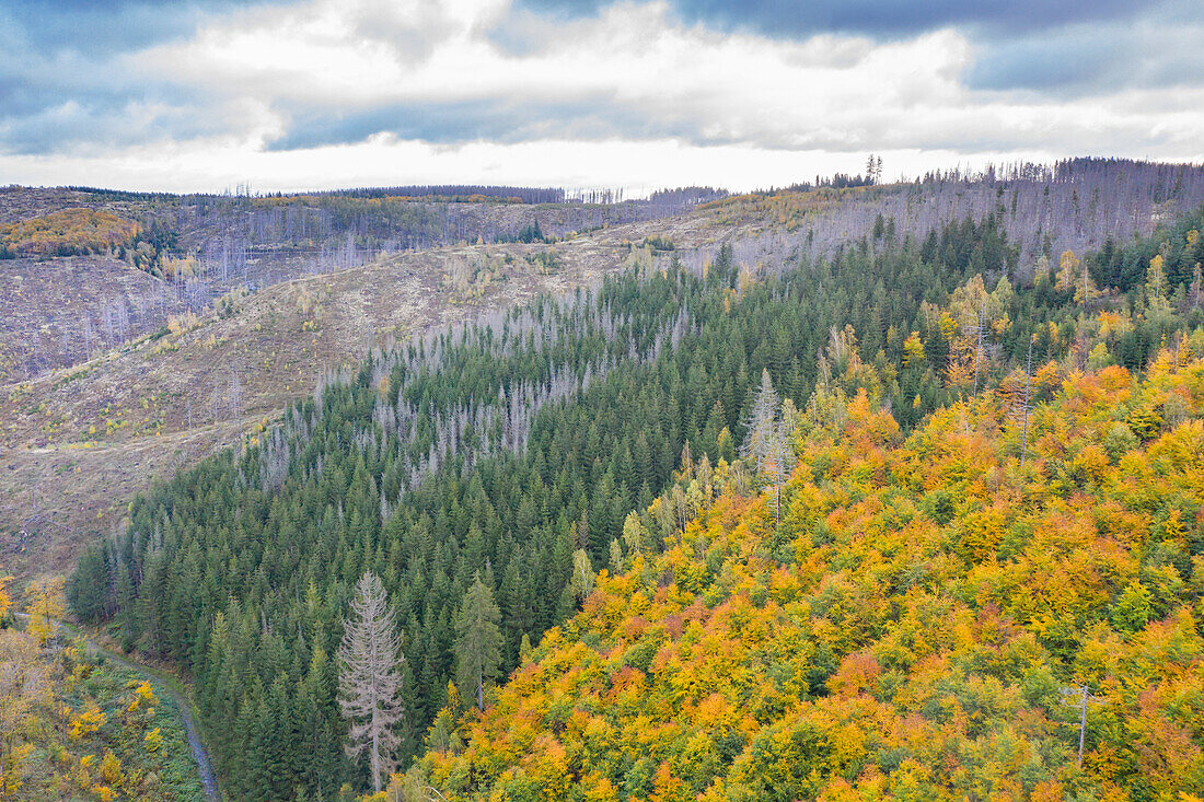  European beech, Fagus sylvatica, autumnal deciduous forest next to bark beetle, Scolytinae, dead spruce forest, Harz National Park, Saxony-Anhalt, Germany 