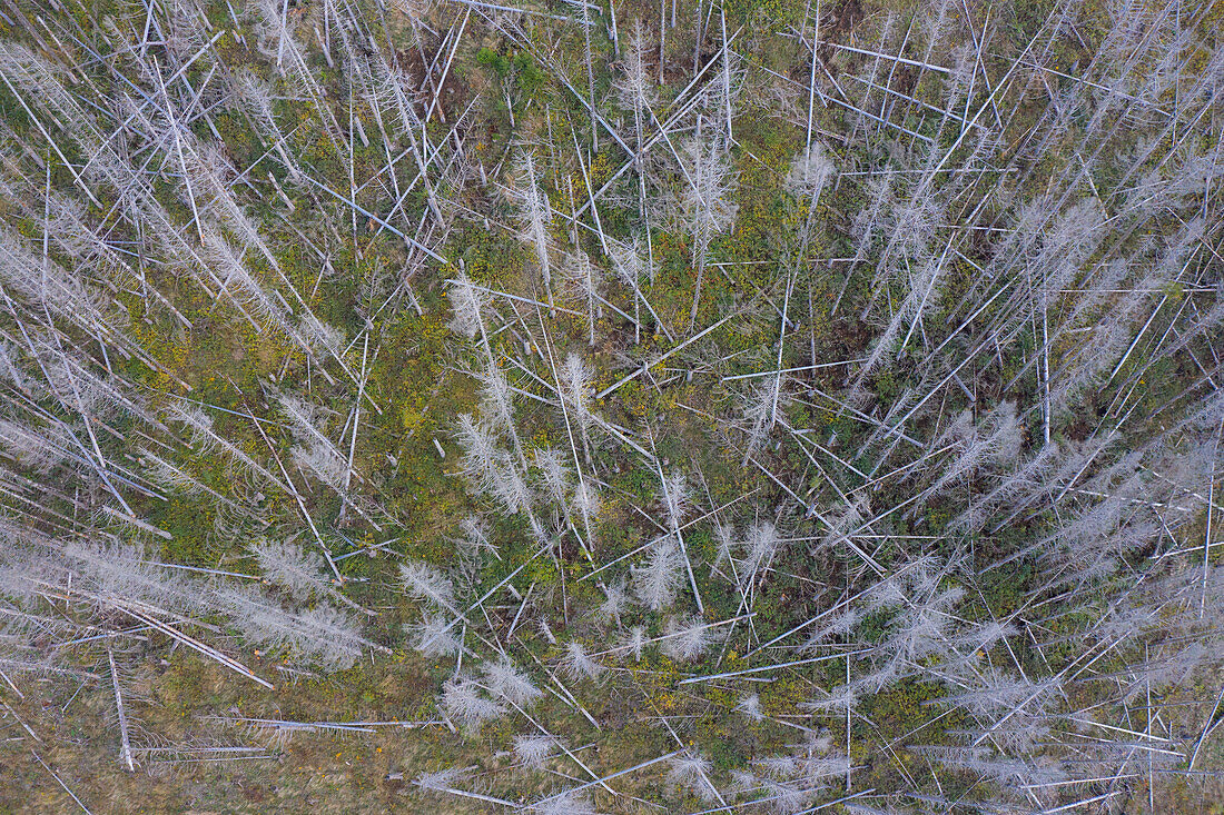  Bark beetles, Scolytinae, dead spruce trees, Brockenwald, Harz National Park, Saxony-Anhalt, Germany 