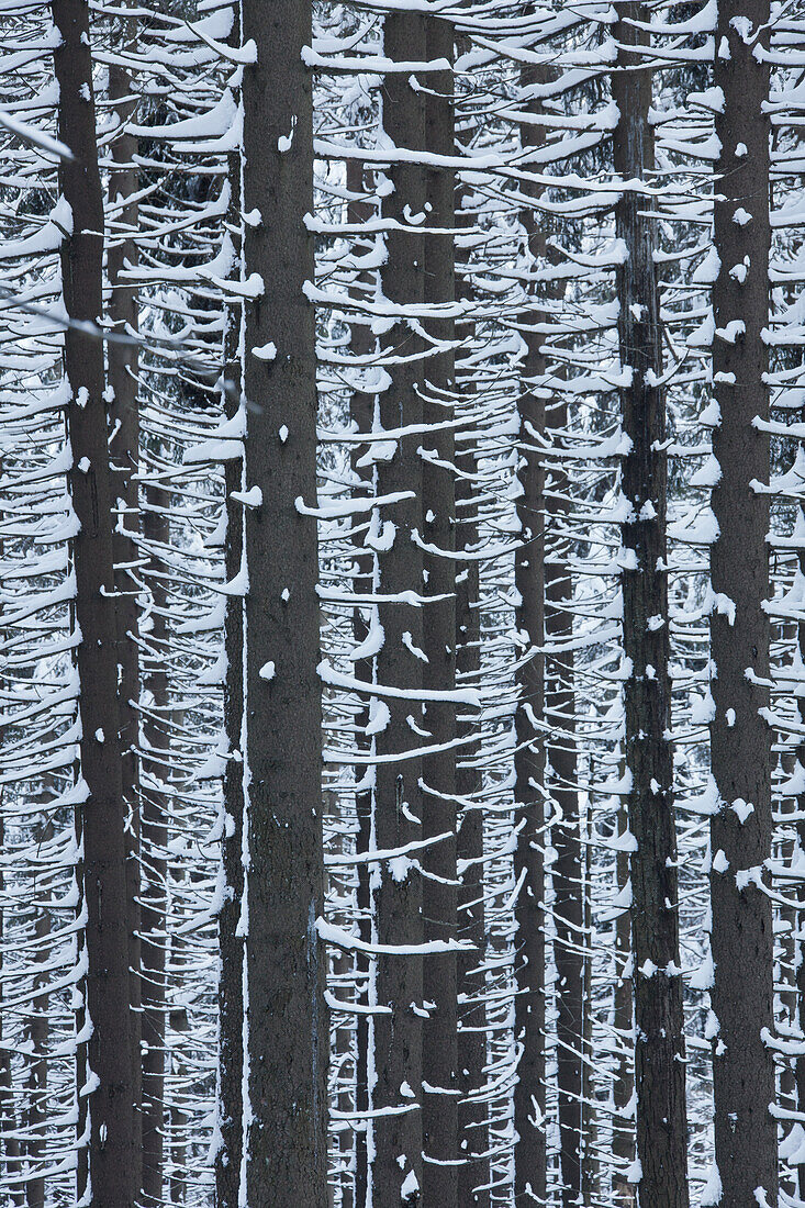 Fichte, Picea abies, Fichtenstaemme, Baumstämme, Harz, Nationalpark Harz, Winter, Sachsen-Anhalt, Deutschland