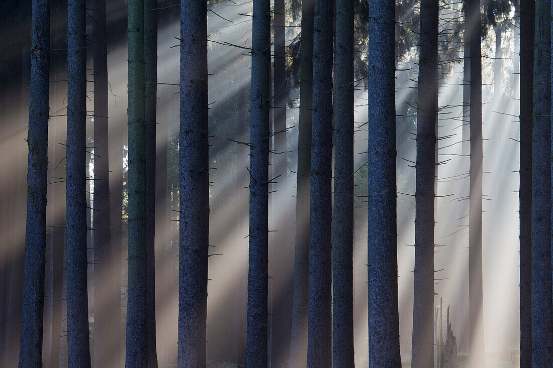  Norway spruce, Picea abies, spruce forest in the fog, Lower Saxony, Germany 