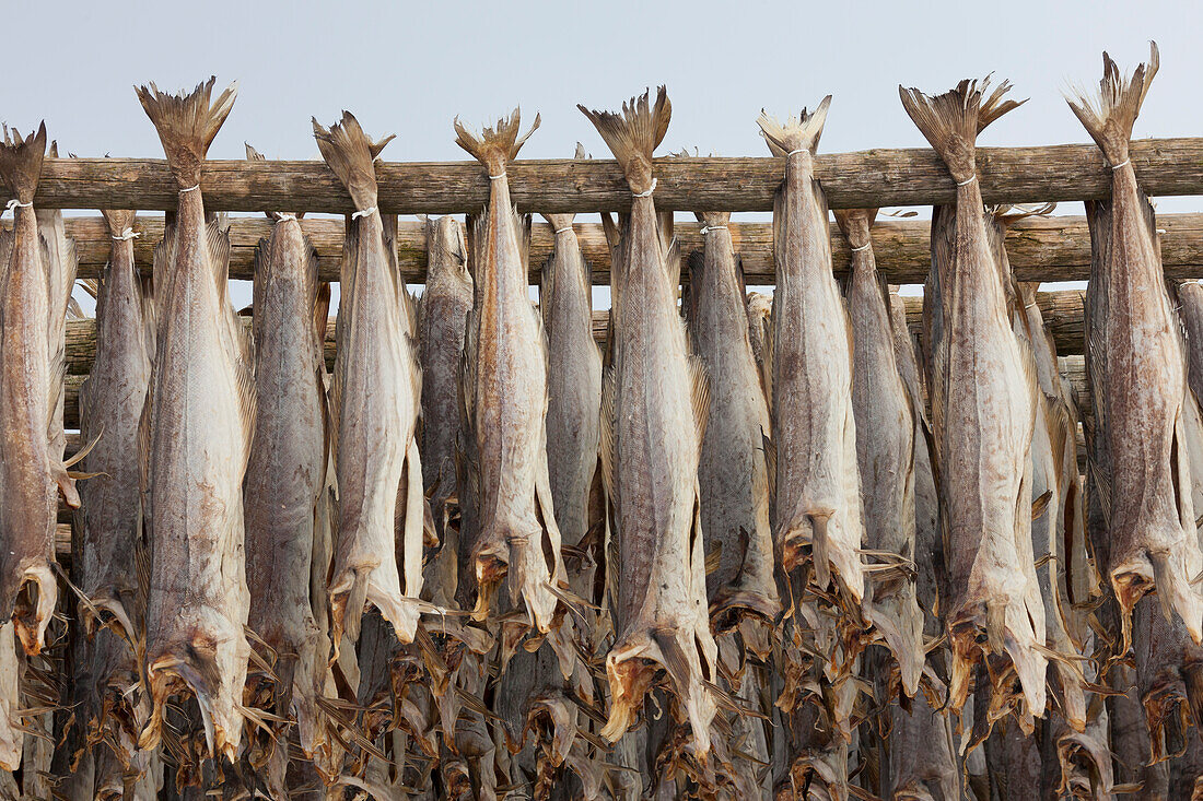  Stockfish, drying cod, Lofoten, Norway 