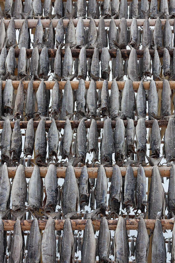  Stockfish, drying cod, Lofoten, Norway 