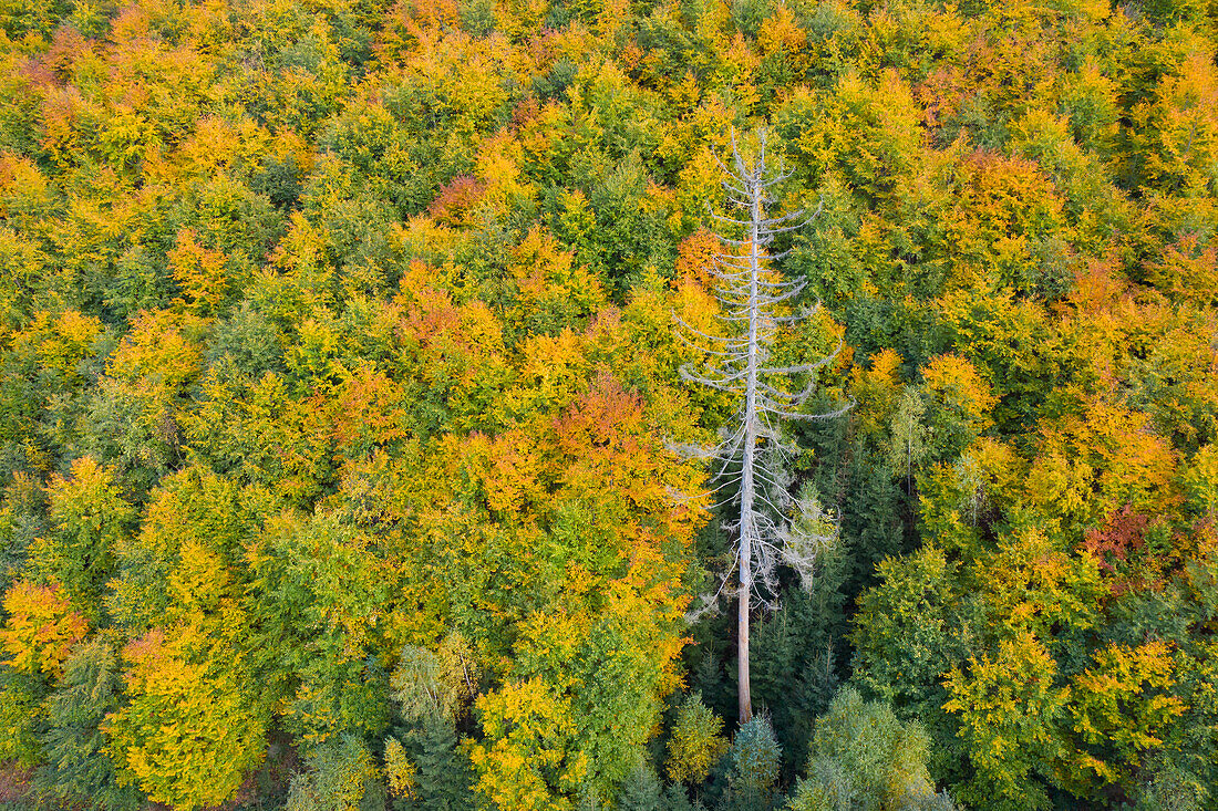 Rotbuche, Fagus sylvatica, Herbstwald mit einer abgestorbenen Fichte aus der Luft, Sachsen-Anhalt, Deutschland