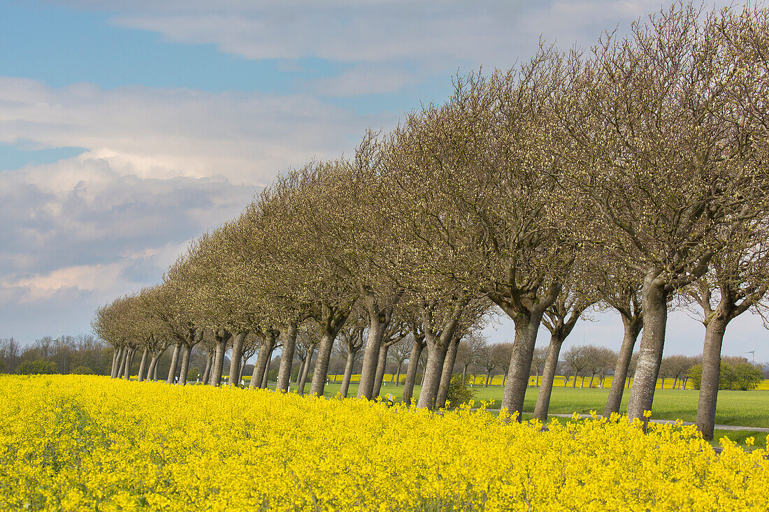 Gewöhnliche Mehlbeere, Sorbus aria, Allee im bluehenden Raps, Schleswig-Holstein, Deutschland