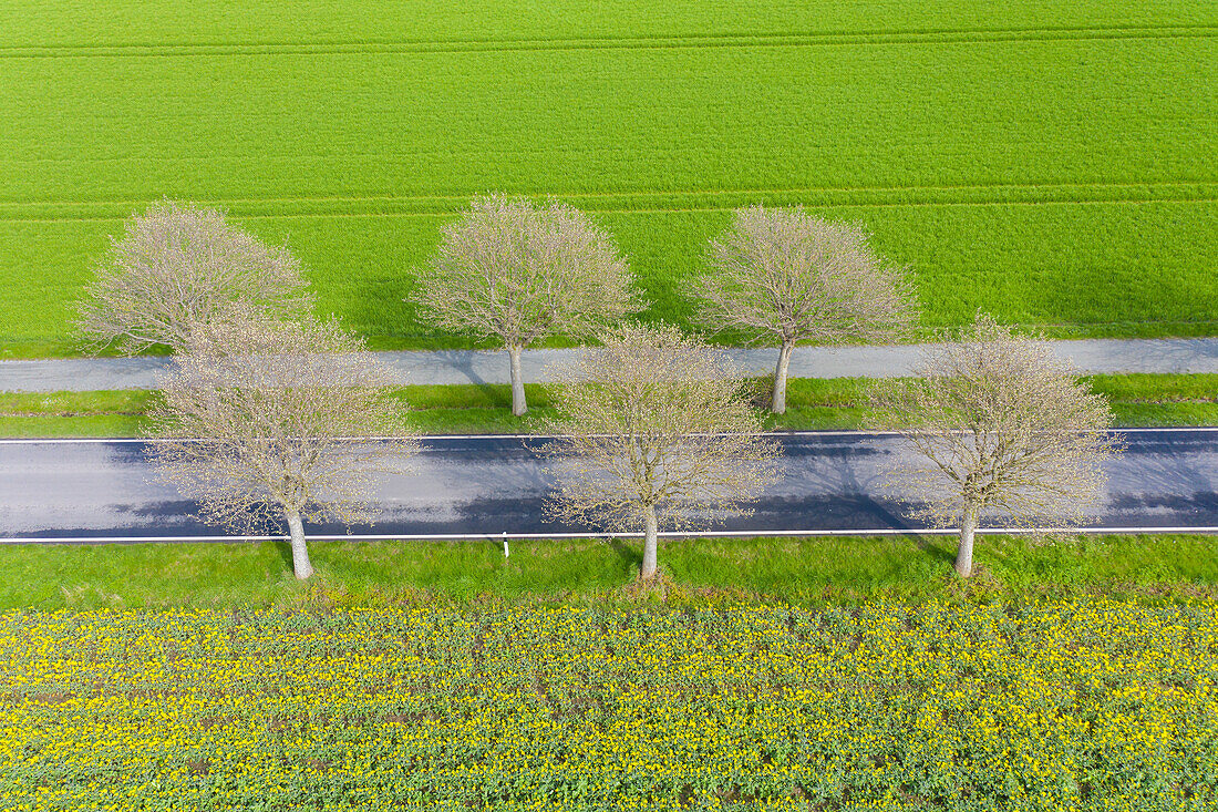 Gewöhnliche Mehlbeere, Sorbus aria, Allee im bluehenden Raps, Schleswig-Holstein, Deutschland