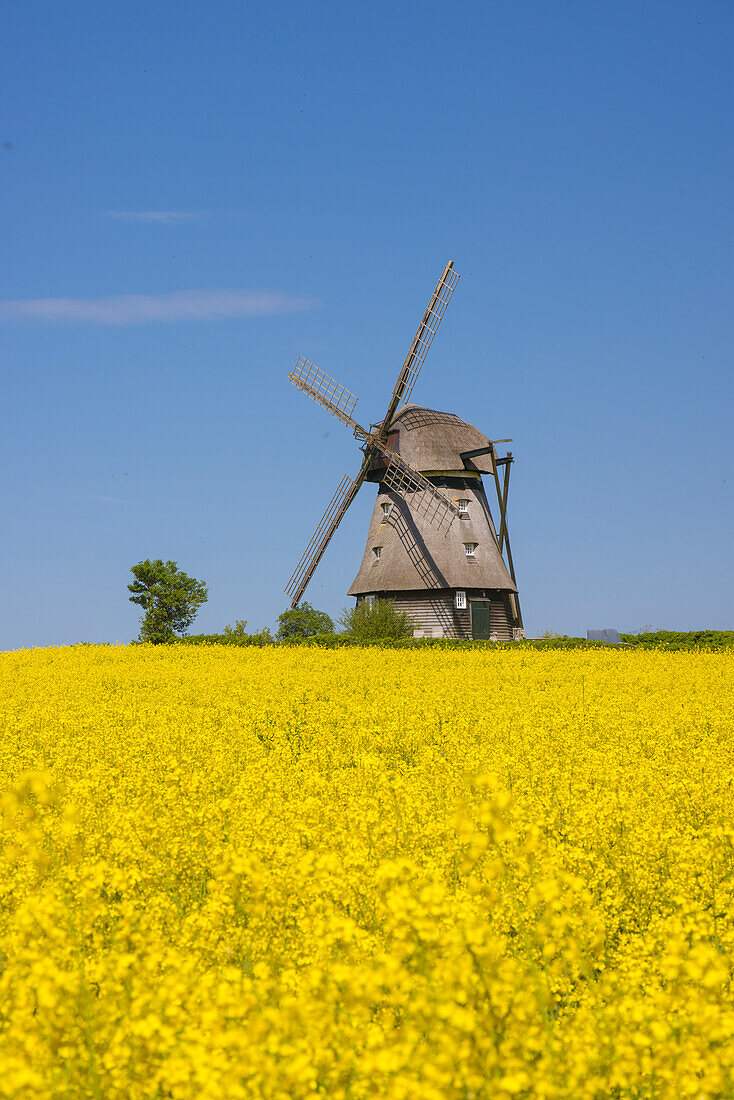  Favre windmill on a blooming rapeseed field, Schleswig-Holstein, Germany 