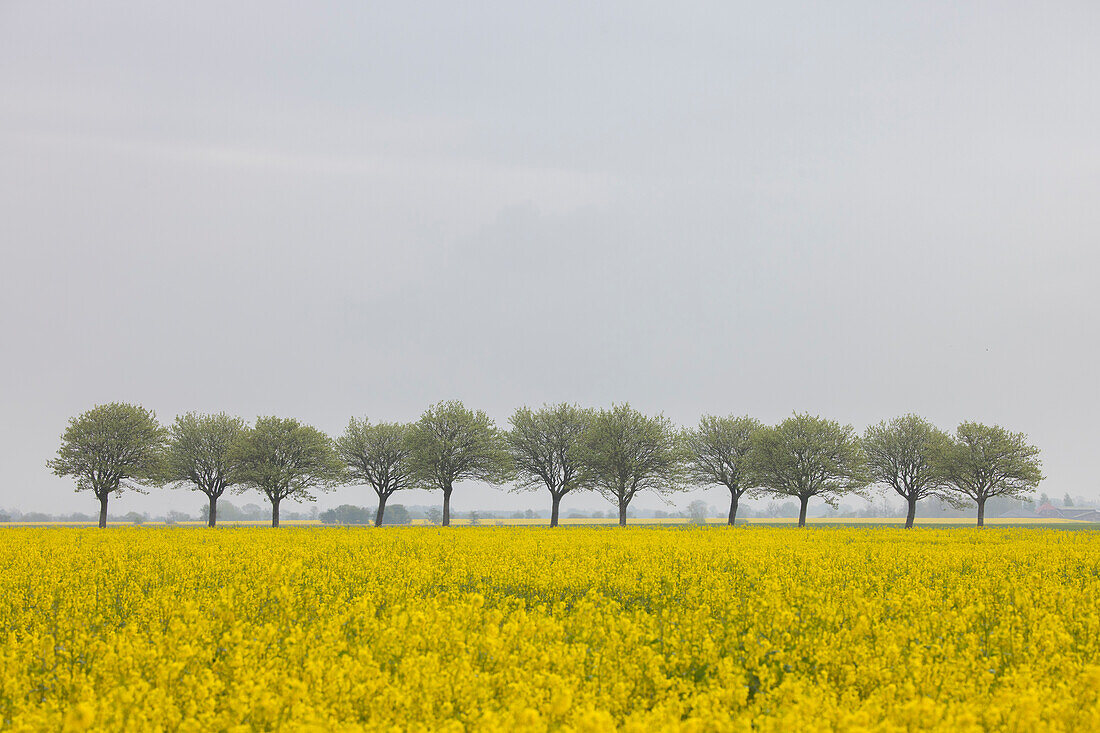  Common whitebeam, Sorbus aria, avenue in flowering rapeseed, Schleswig-Holstein, Germany 