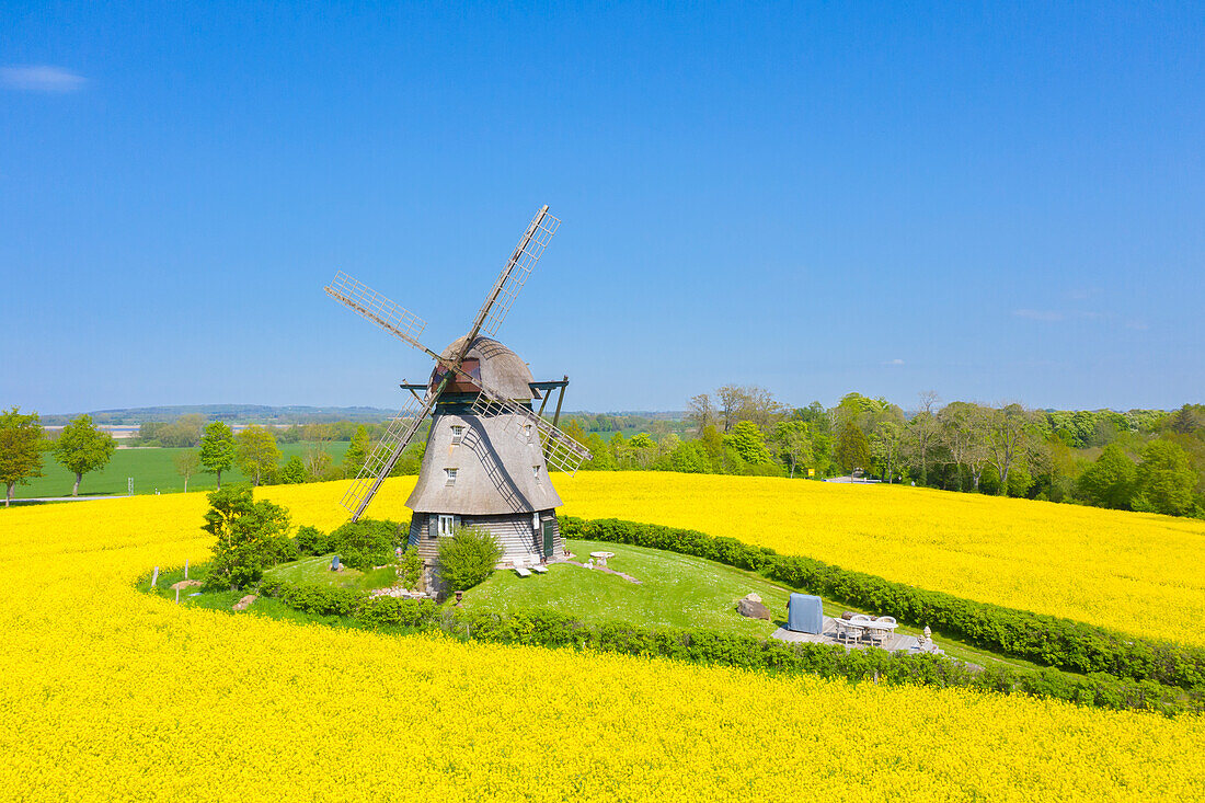  Favre windmill on a blooming rapeseed field, Schleswig-Holstein, Germany 