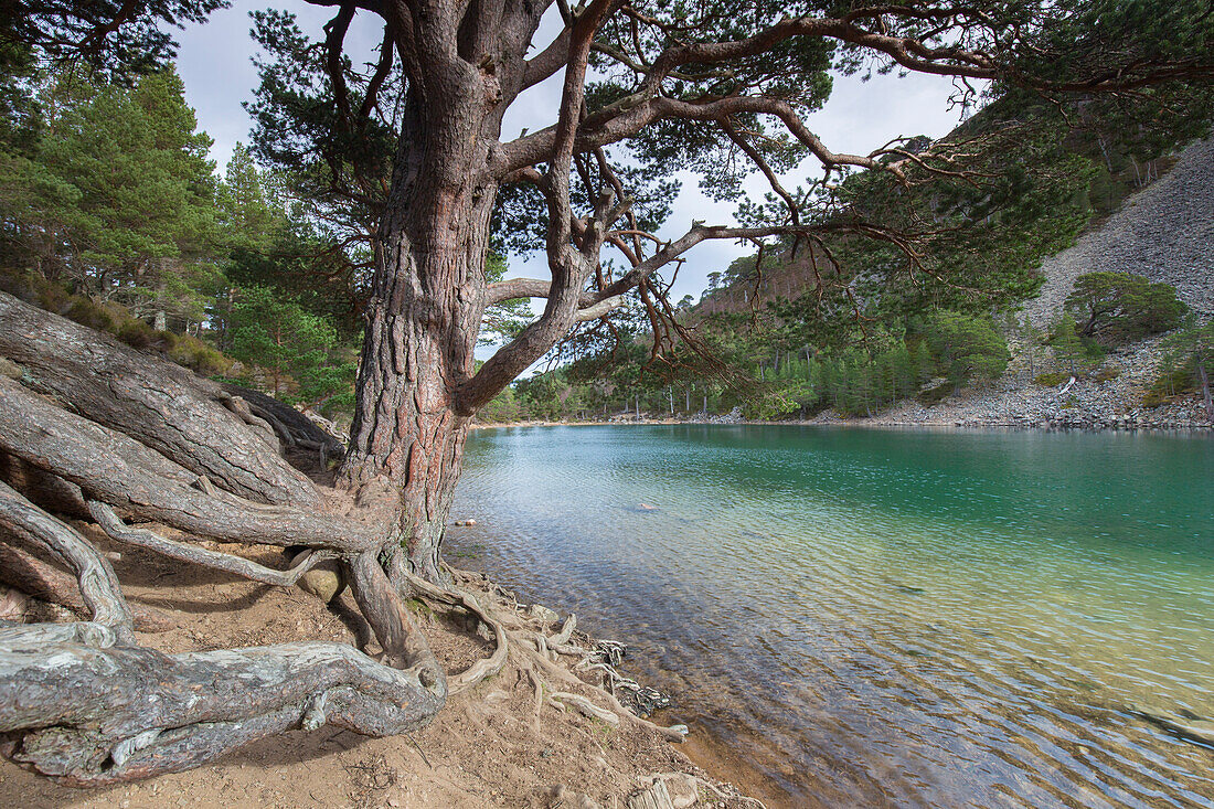  An Lochan Uaine, Cairngorms National Park, Scotland, Great Britain 