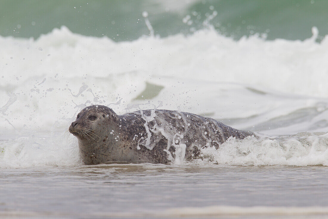 Seehund, Phoca vitulina, adulter Seehund am Strand, Nordsee, Schleswig-Holstein, Deutschland