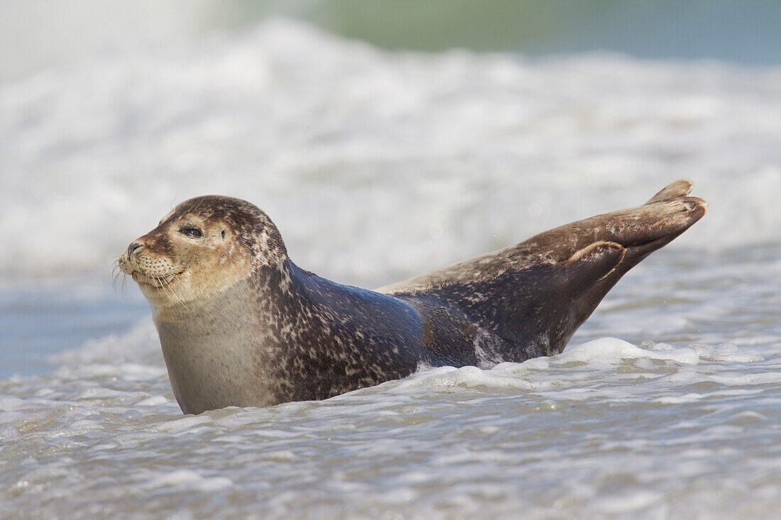  Harbor seal, Phoca vitulina, adult harbor seal on the beach, North Sea, Schleswig-Holstein, Germany 