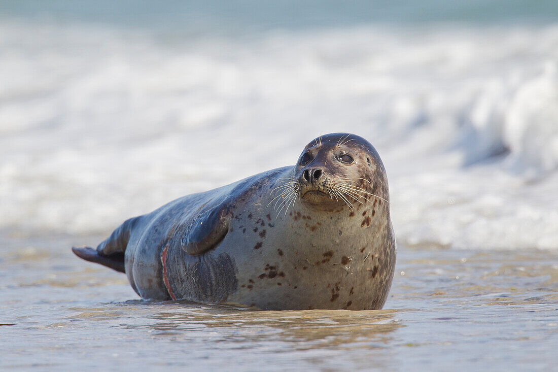 Seehund, Phoca vitulina, adulter Seehund am Strand, Nordsee, Schleswig-Holstein, Deutschland