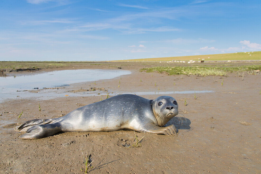 Seehund, Phoca vitulina, Jungtier, am Strand, Nordsee, Schleswig-Holstein, Deutschland