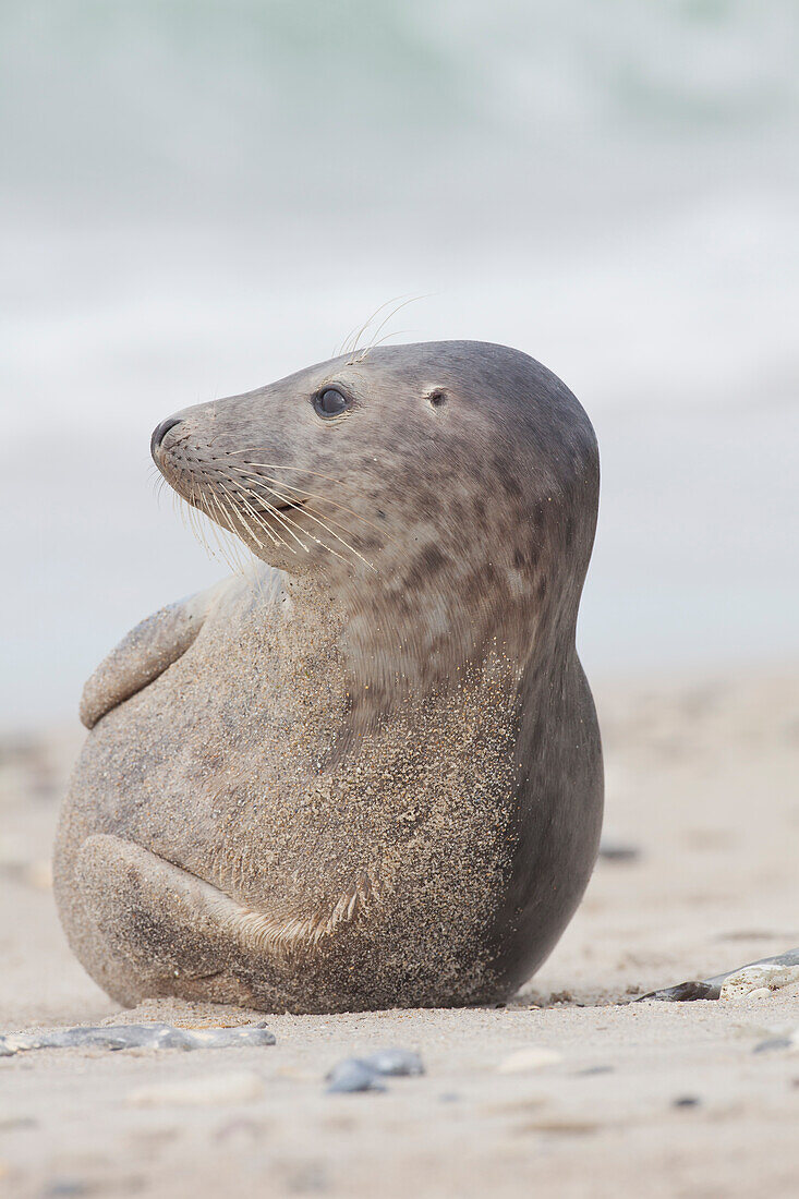  Harbor seal, Phoca vitulina, adult harbor seal on the beach, North Sea, Schleswig-Holstein, Germany 