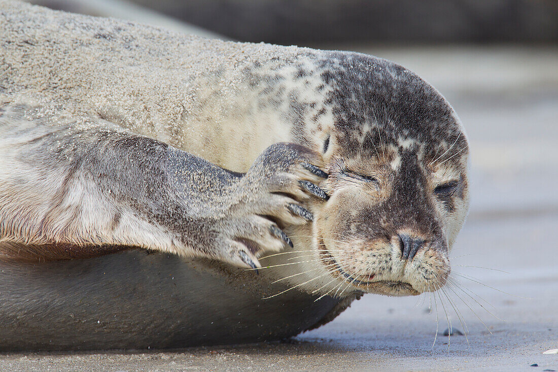  Harbor seal, Phoca vitulina, adult harbor seal, portrait, North Sea, Schleswig-Holstein, Germany 