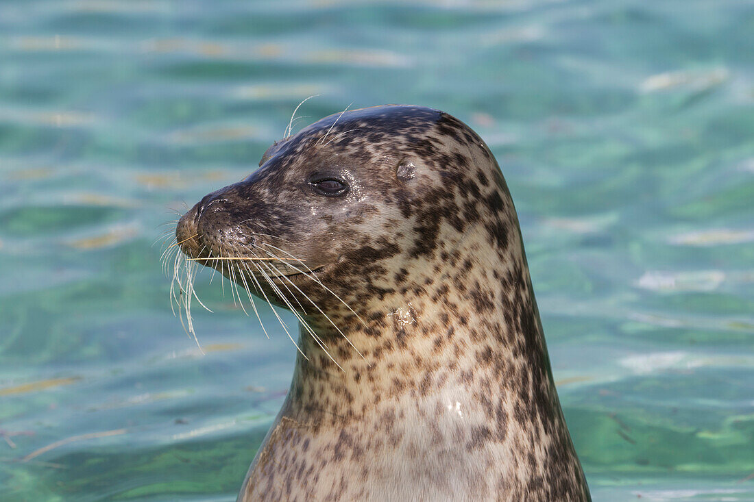 Seehund, Phoca vitulina, Alttier, Portraet, Nordsee, Schleswig-Holstein, Deutschland