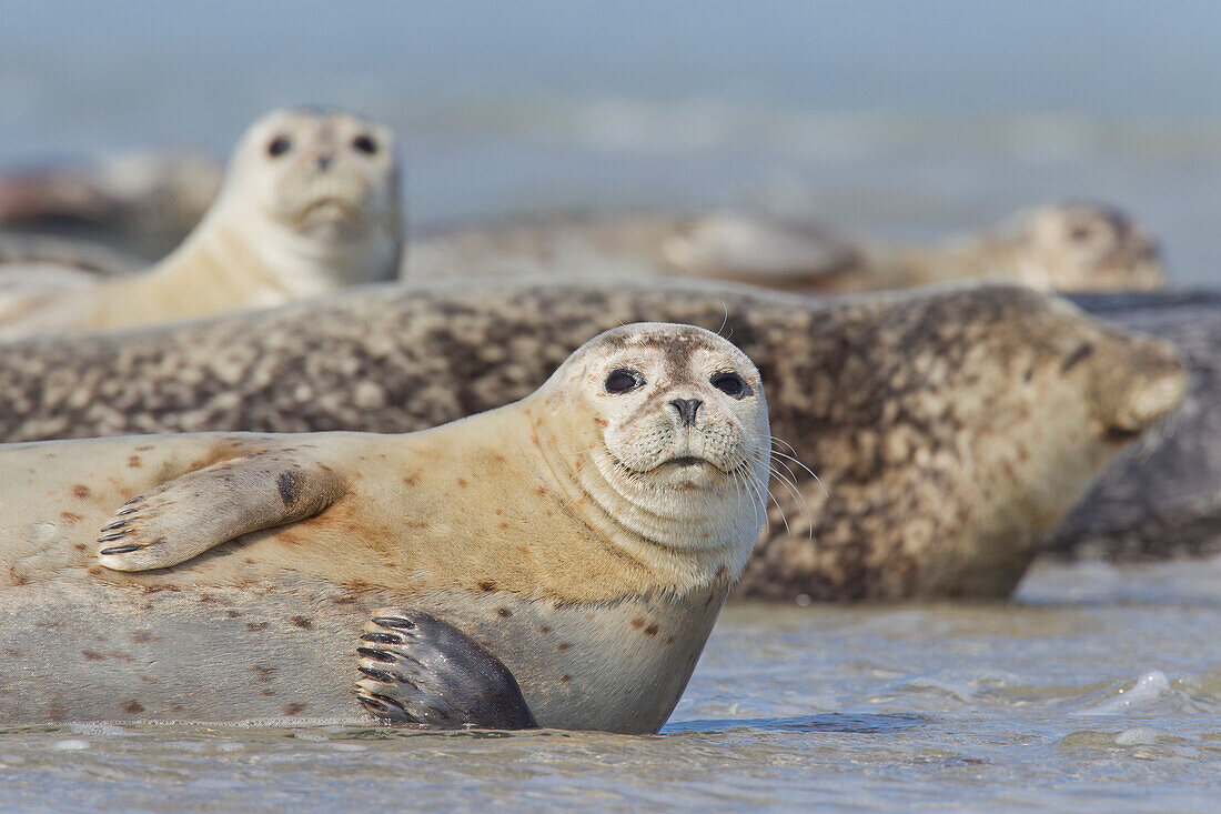  Harbor seals, Phoca vitulina, pack, group, resting on the beach, North Sea, Schleswig-Holstein, Germany 