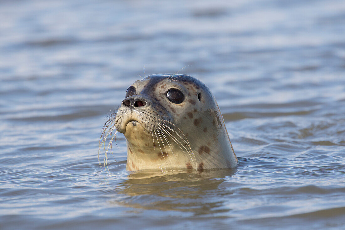 Seehund, Phoca vitulina, Jungtier, Portraet, Nordsee, Schleswig-Holstein, Deutschland