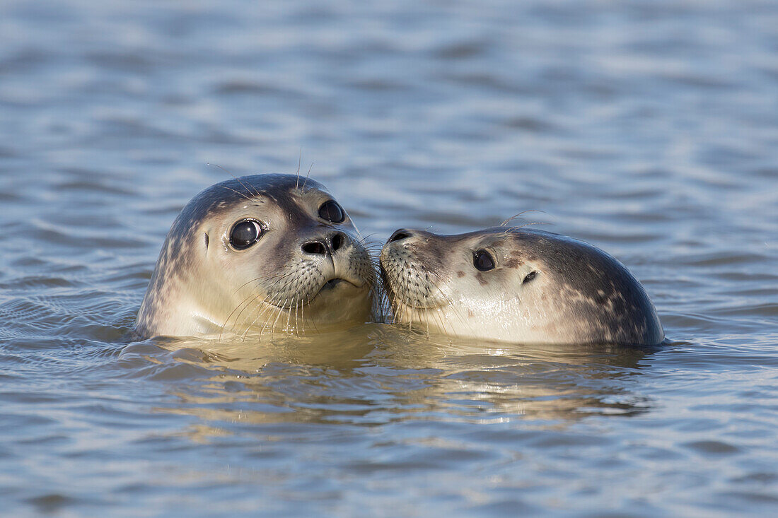 Seehunde, Phoca vitulina, Jungtiere schwimmen in der Nordsee, Dithmarschen, Schleswig-Holstein, Deutschland