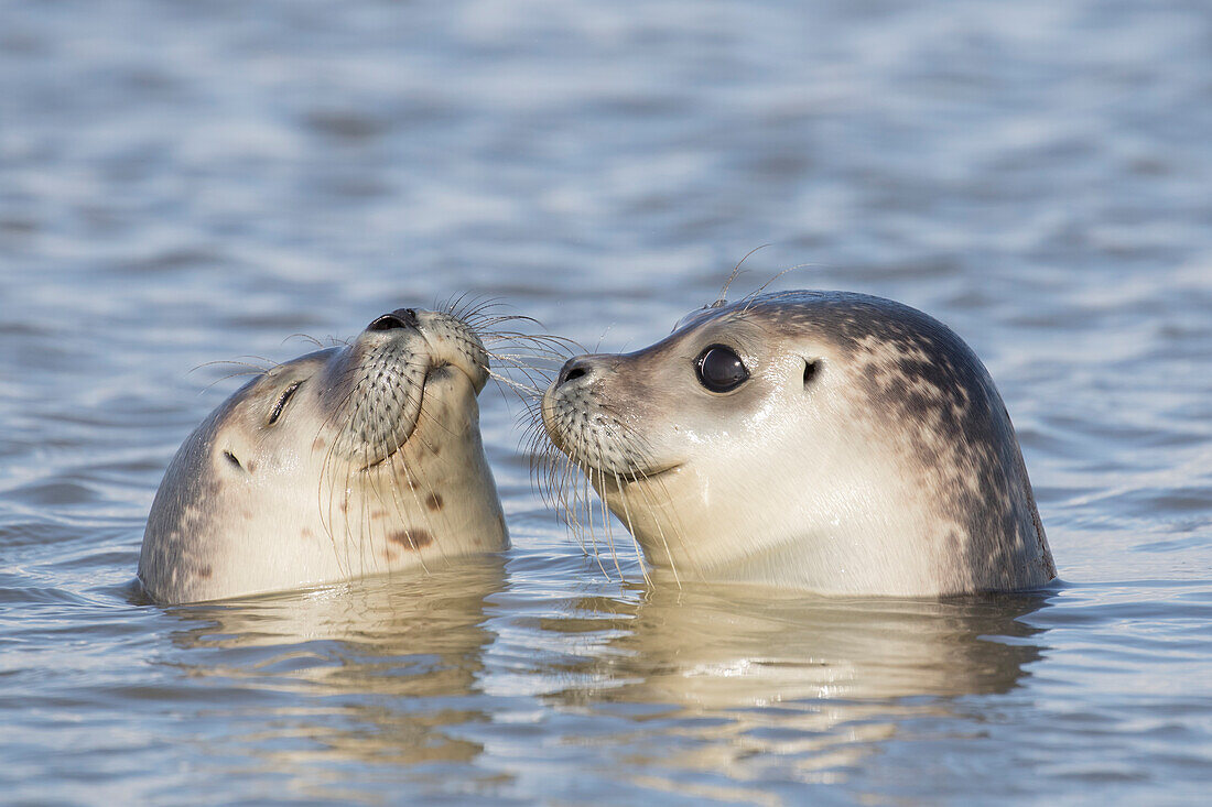  Harbor seals, Phoca vitulina, pups swimming in the North Sea, Dithmarschen, Schleswig-Holstein, Germany 