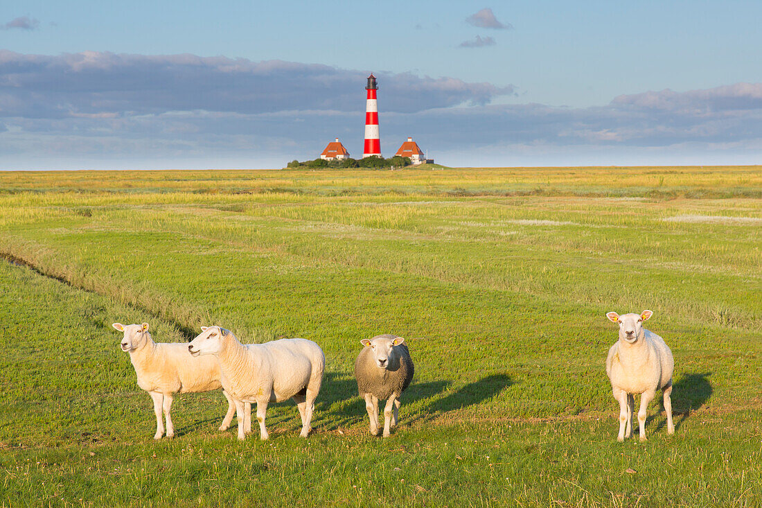  Westerhever Lighthouse, Wadden Sea National Park, North Frisia, Schleswig-Holstein, Germany 