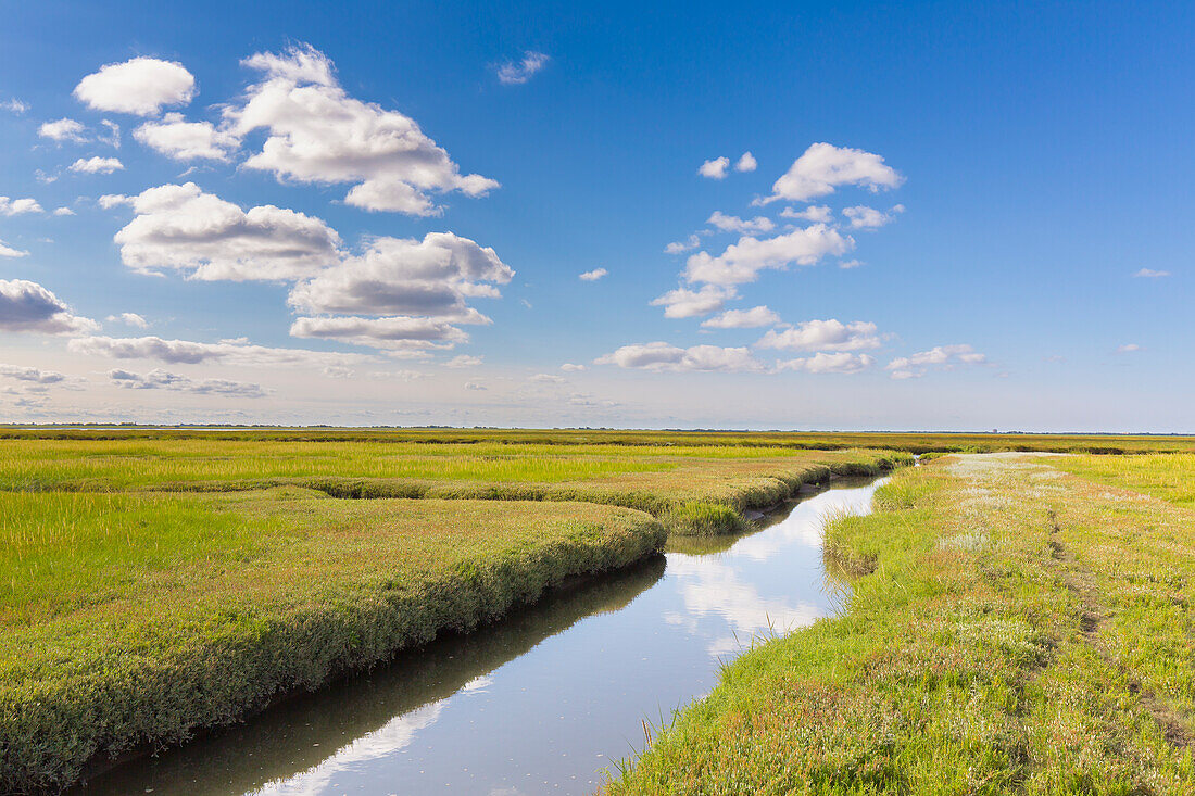  Tidal creek in a salt marsh, Wadden Sea National Park, Schleswig-Holstein, Germany 