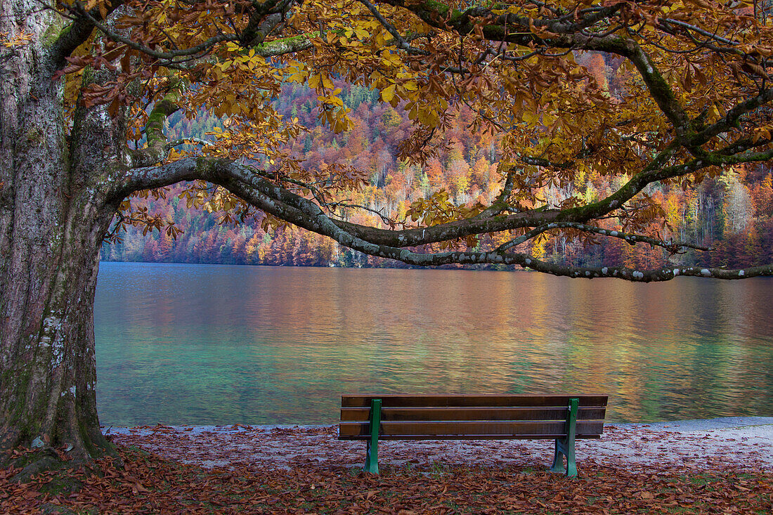  Bench at Koenigssee, Berchtesgaden National Park, Bavaria, Germany 