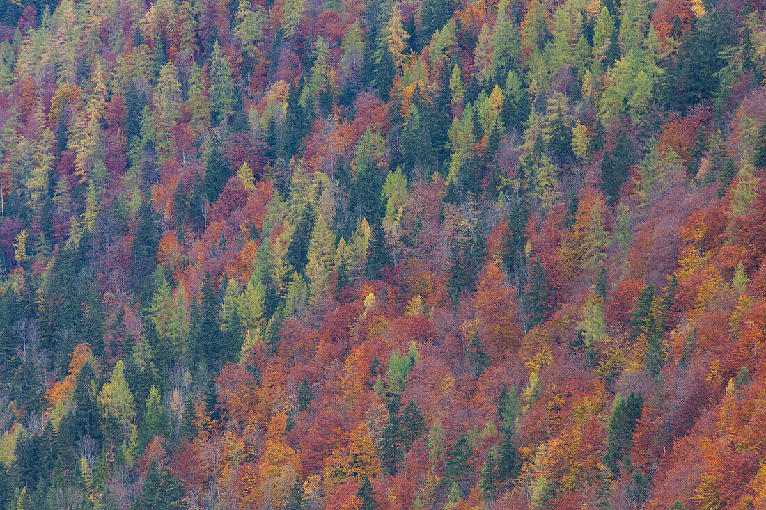 Bunter Herbstwald am Königssee, Nationalpark Berchtesgaden, Bayern, Deutschland