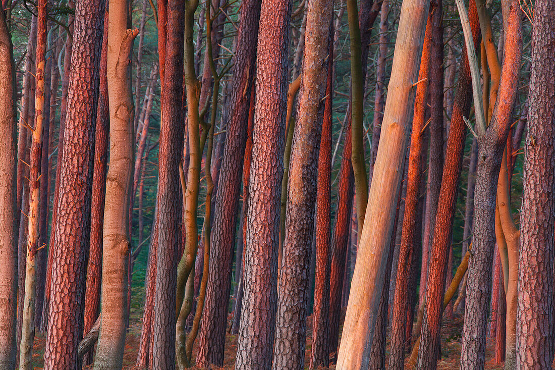 Waldkiefer, Pinus sylvestris, Baeume am Weststrand, Nationalpark Vorpommersche Boddenlandschaft, Mecklenburg-Vorpommern, Deutschland