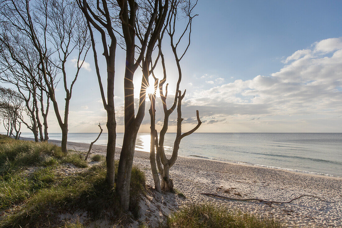  Common beech, Fagus sylvatica, at sunset on the west beach, Western Pomerania Lagoon Area National Park, Mecklenburg-Western Pomerania, Germany 