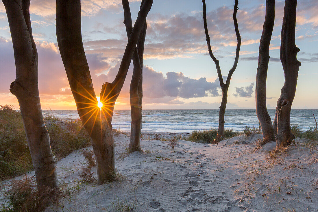  Common beech, Fagus sylvatica, at sunset on the west beach, Western Pomerania Lagoon Area National Park, Mecklenburg-Western Pomerania, Germany 