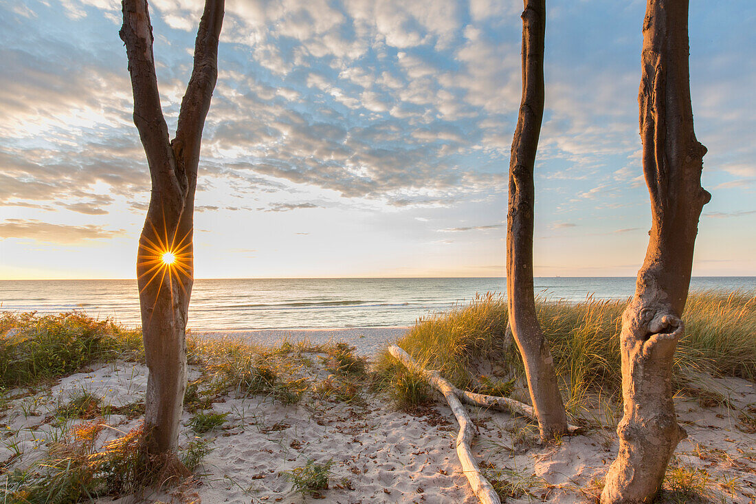 Rotbuchen, Fagus sylvatica, bei Sonnenuntergang am Weststrand, Nationalpark Vorpommersche Boddenlandschaft, Mecklenburg-Vorpommern, Deutschland