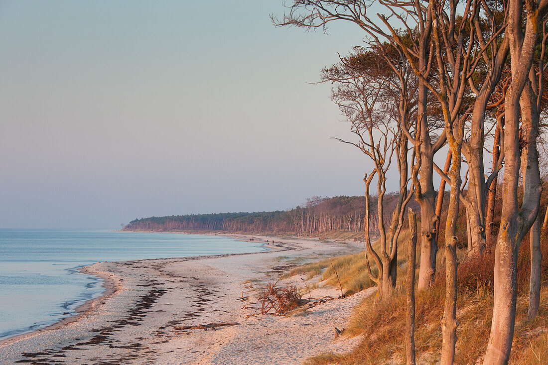  West beach on the Darss, Western Pomerania Lagoon Area National Park, Fischland-Darss-Zingst, Mecklenburg-Western Pomerania, Germany 